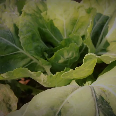 Chalé Casa Da Horta *