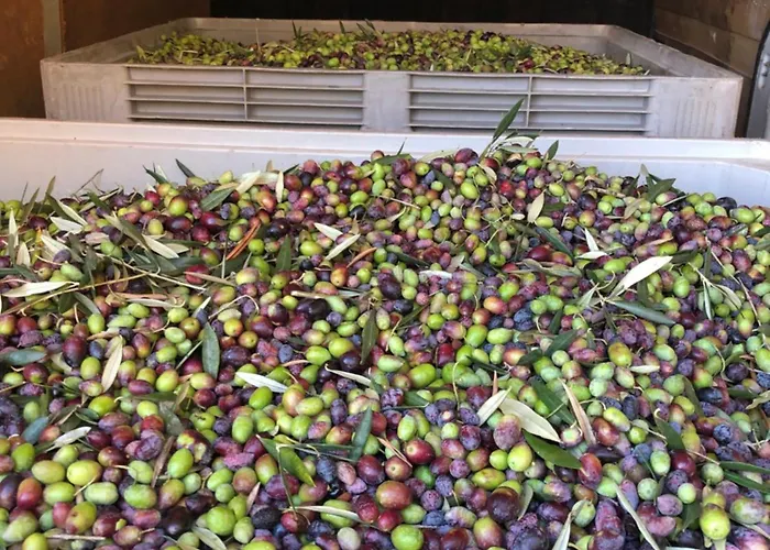 Casa Da Horta * 比索达雷加