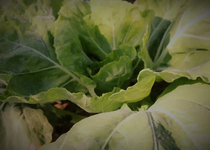 木屋 Casa Da Horta *